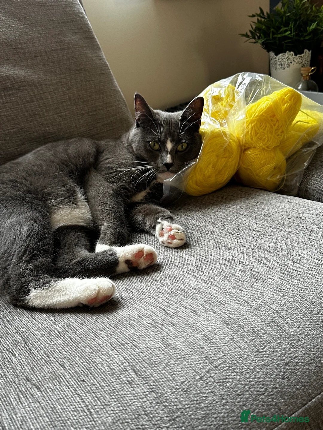 Mixed Breed cats for sale: Bailey  - Advert 6