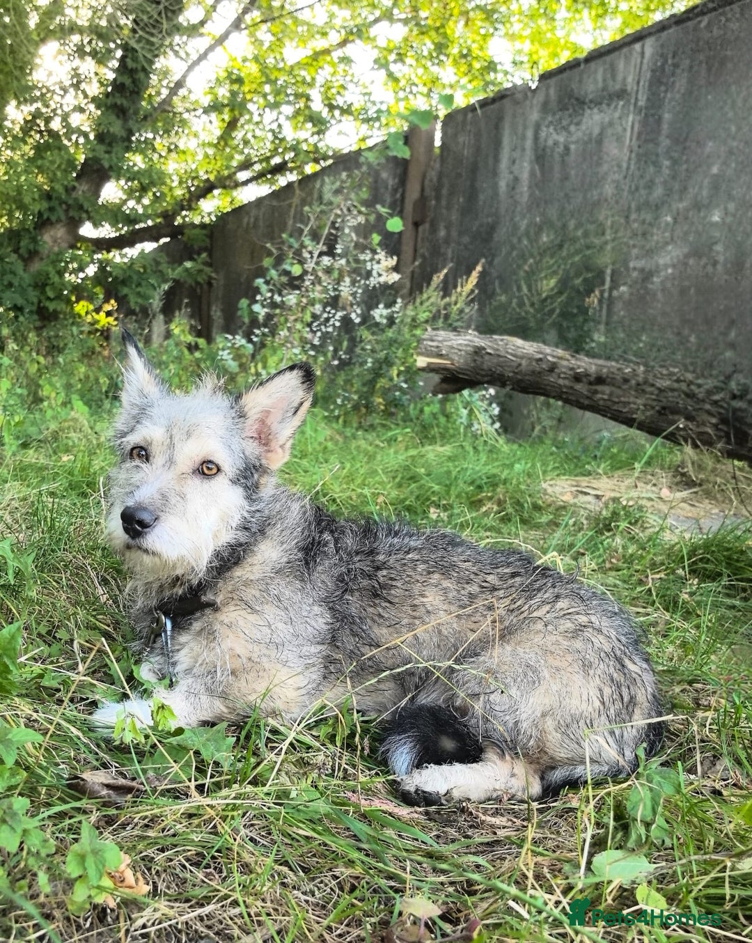 Mixed Breed dogs for adoption: 💙🐶 CHIP 🐶💙 - Image 5