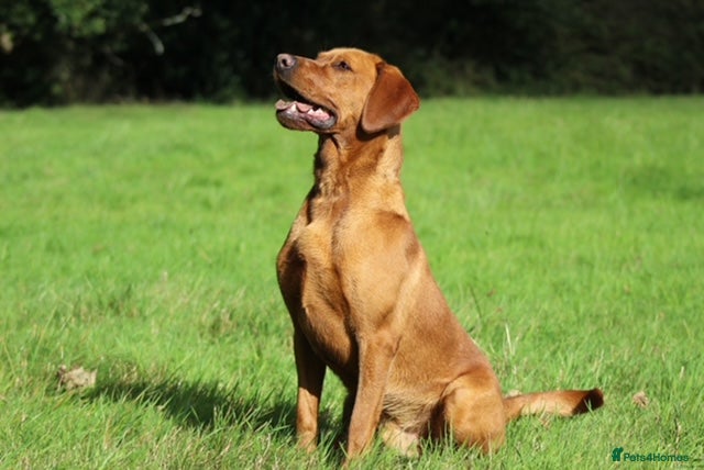 Labrador Retriever dogs Extensively Health Tested Fox Red Labrador Stud in Totnes - Advert 3