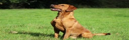 Labrador Retriever dogs for stud: Extensively Health Tested Fox Red Labrador Stud in Totnes - Advert 1