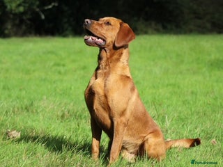 Labrador Retriever dogs in Totnes - Advert 29