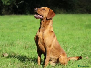 Labrador Retriever dogs Extensively Health Tested Fox Red Labrador Stud in Totnes - Advert 7