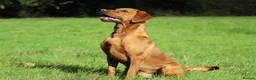 Labrador Retriever dogs for stud: Extensively Health Tested Fox Red Labrador Stud in Totnes - Advert 1