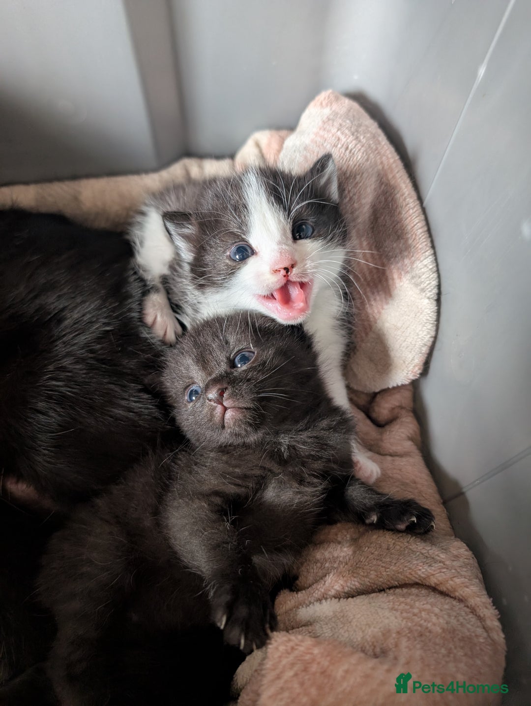Mixed Breed cats for sale: Three kittens - Image 2