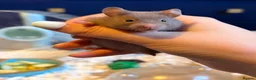Hamster rodents for sale: Syrian Hamster Pups Babies Black Brown  - Advert 12