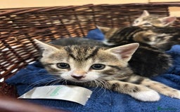 Mixed Breed cats for sale: 3 beautiful tabby kittens  - Image 2