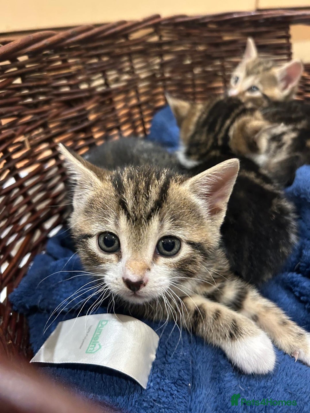 Mixed Breed cats for sale: 3 beautiful tabby kittens  - Image 2