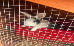 Mixed Breed rabbits for sale: Baby bunny called boo - Image 3