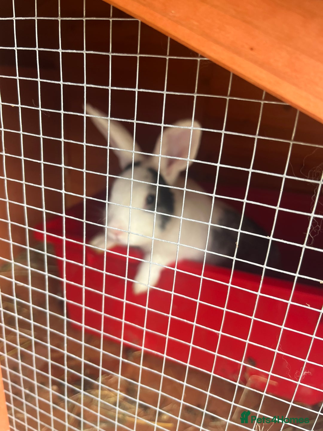 Mixed Breed rabbits for sale: Baby bunny called boo - Image 3