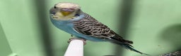 Budgerigars birds for sale: Budgies for Sale, all in good health  - Advert 12