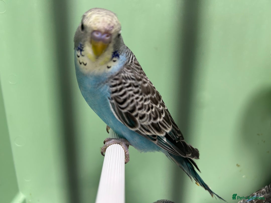 Budgerigars birds for sale: Budgies for Sale, all in good health  - Advert 12