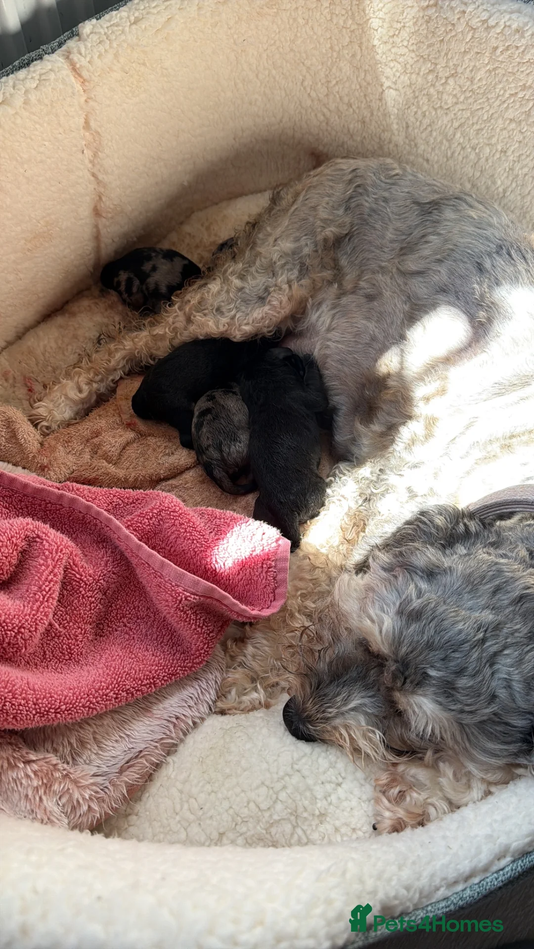 Mixed Breed dogs for sale: 5 beautiful daxipoos for sale  - Advert 10