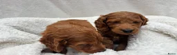 Cavapoo dogs for sale: Cavapoo puppies - Advert 12