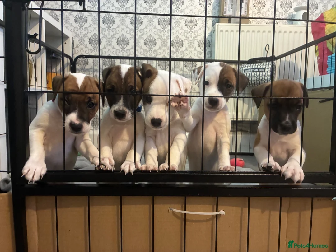 Plummer Terrier dogs for sale: Plummer terrior 1 boy left £450 - Advert 2