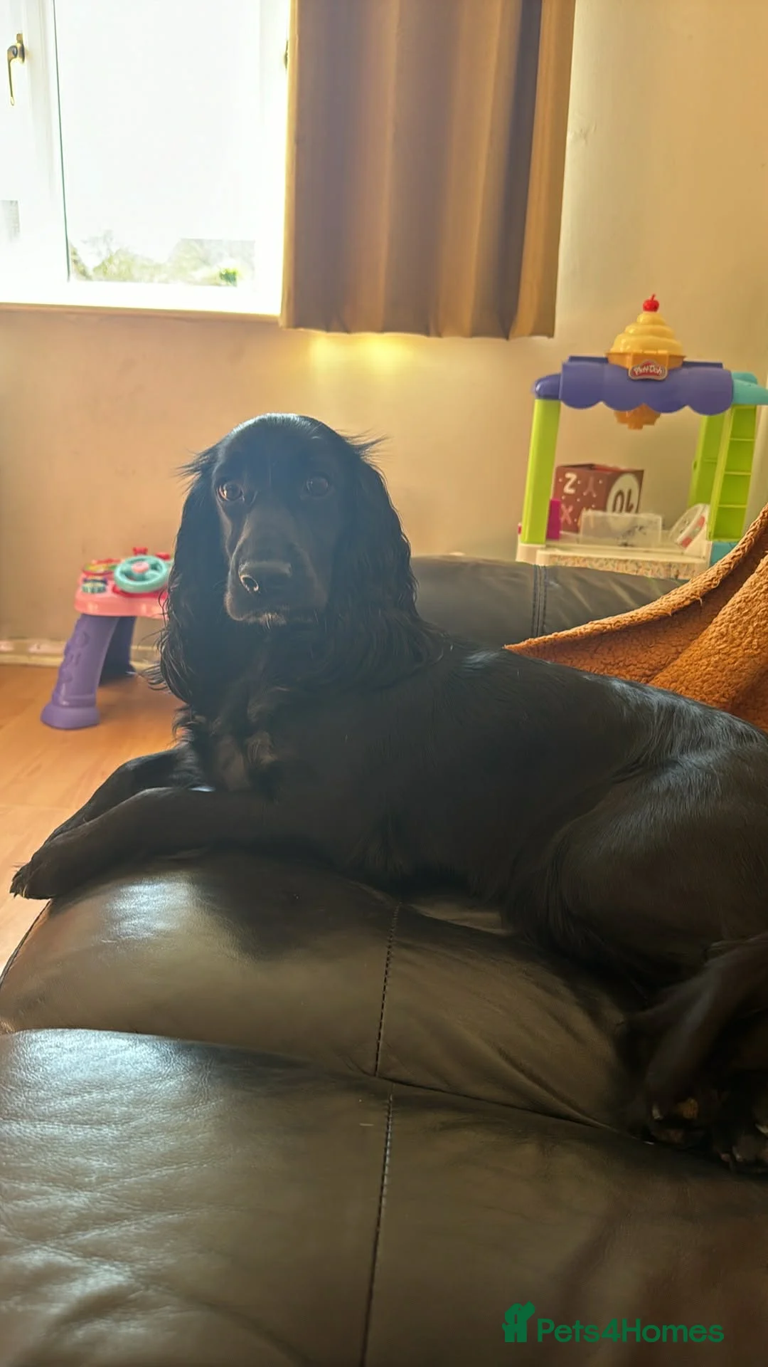 Cocker Spaniel dogs for sale: Working cocker spaniel puppies - Advert 2