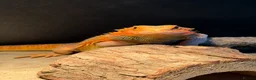 Dragon reptiles for sale: Red Bearded dragon  - Advert 3