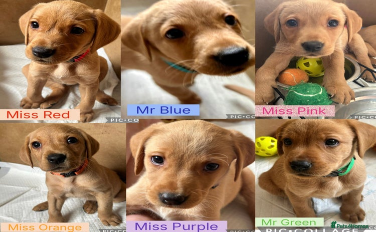 Labrador Retriever dogs - Advert 2