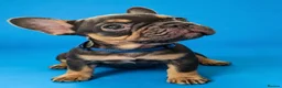 French Bulldog dogs for sale: 🌟REDUCED🌟only one girl and one boy left - Advert 24