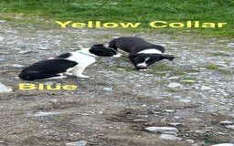 Border Collie dogs for sale: Gorgeous Border Collie pups - Image 8