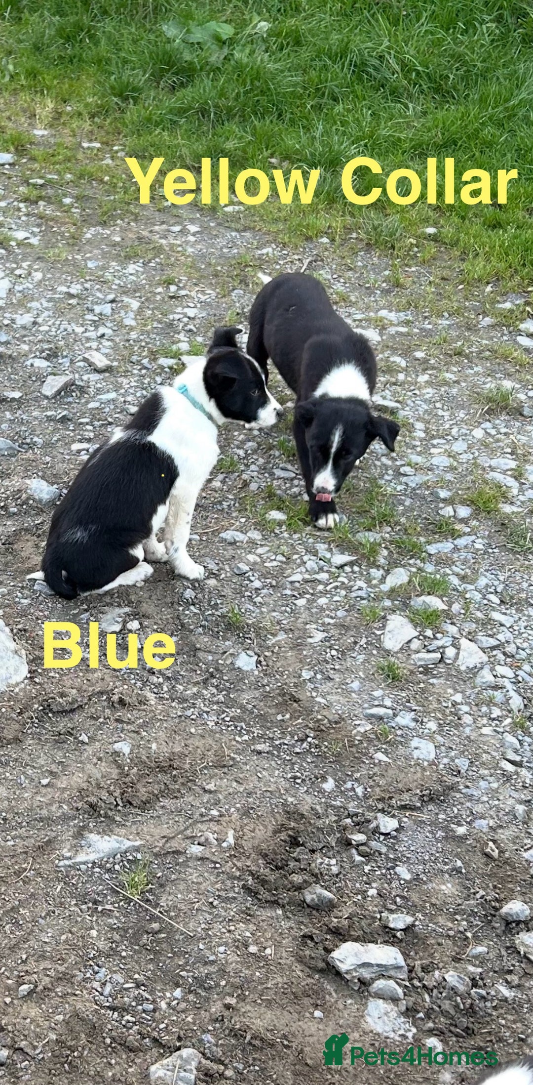 Border Collie dogs for sale: Gorgeous Border Collie pups - Image 8