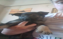 Mixed Breed dogs for sale: Gorgeous German shepherd x puppies  - Image 1