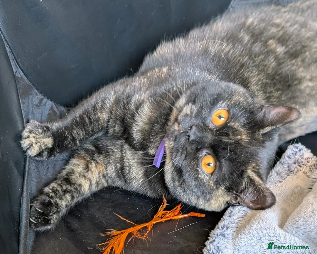 British Shorthair cats for sale: Gorgeous British shorthair kitten (read full add) - Advert 26