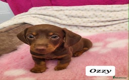 Miniature Dachshund dogs for sale: QUALITY MINIATURE DACHSHUND SMOOTH PUPS - Image 13
