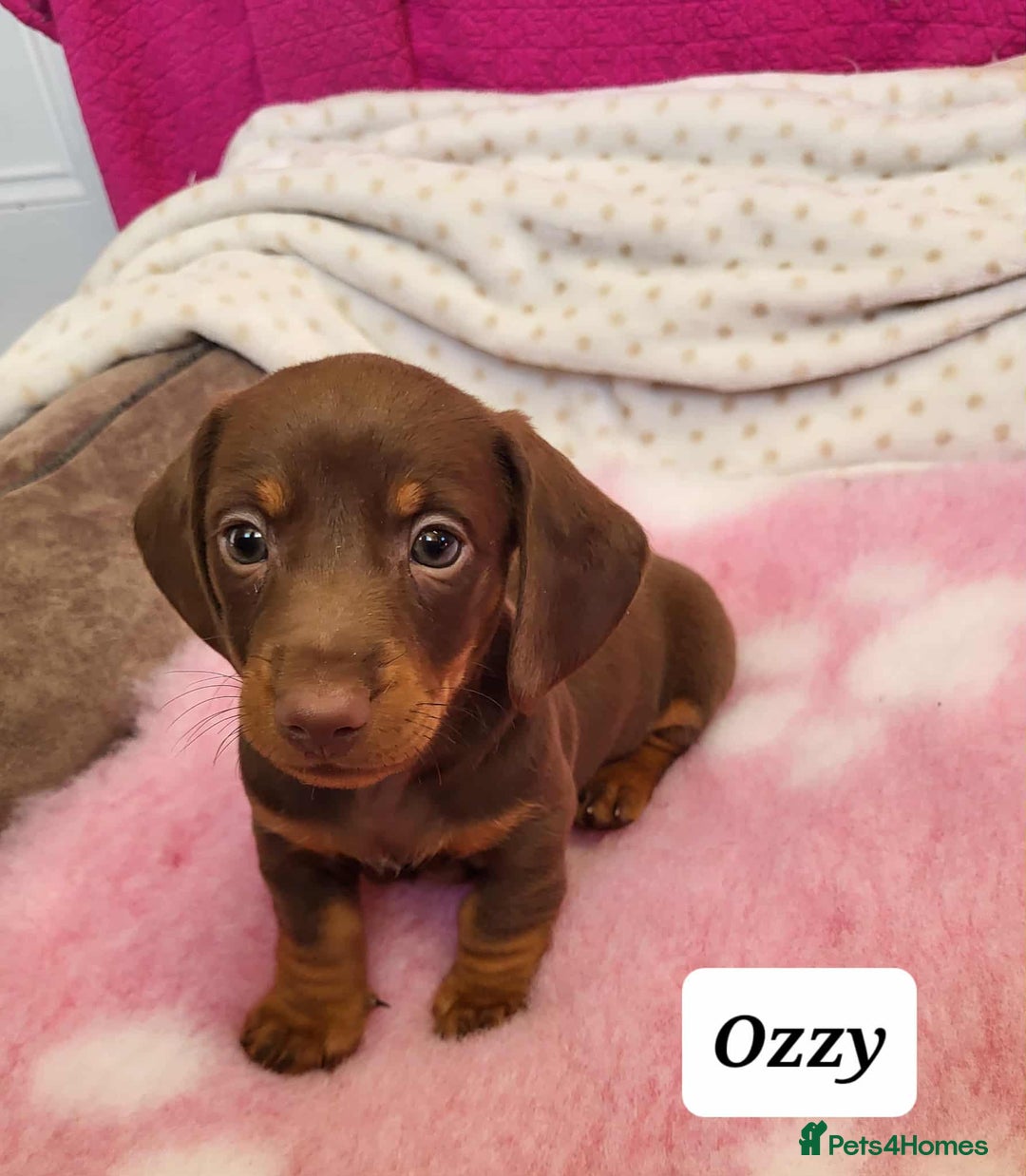 Miniature Dachshund dogs for sale: QUALITY MINIATURE DACHSHUND SMOOTH PUPS - Image 13
