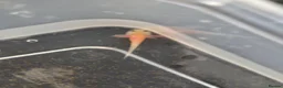 Axolotl reptiles for sale: Axolotl babies - Advert 5