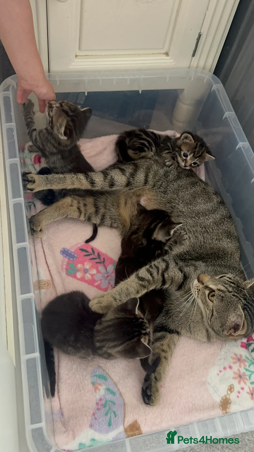 Mixed Breed cats for sale: Tabby kittens 2 girls - Advert 2