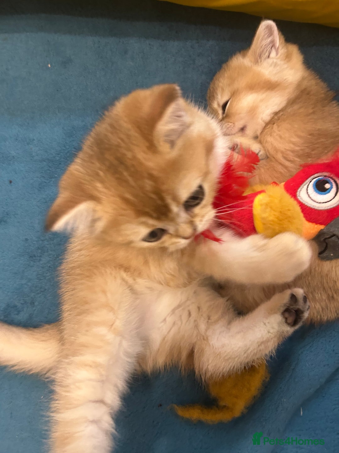 Scottish Fold cats for sale: Gold chinchilla baby’s available  - Advert 7