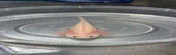 Axolotl reptiles for sale: 12 week old baby albino axolotl for sale - Advert 6