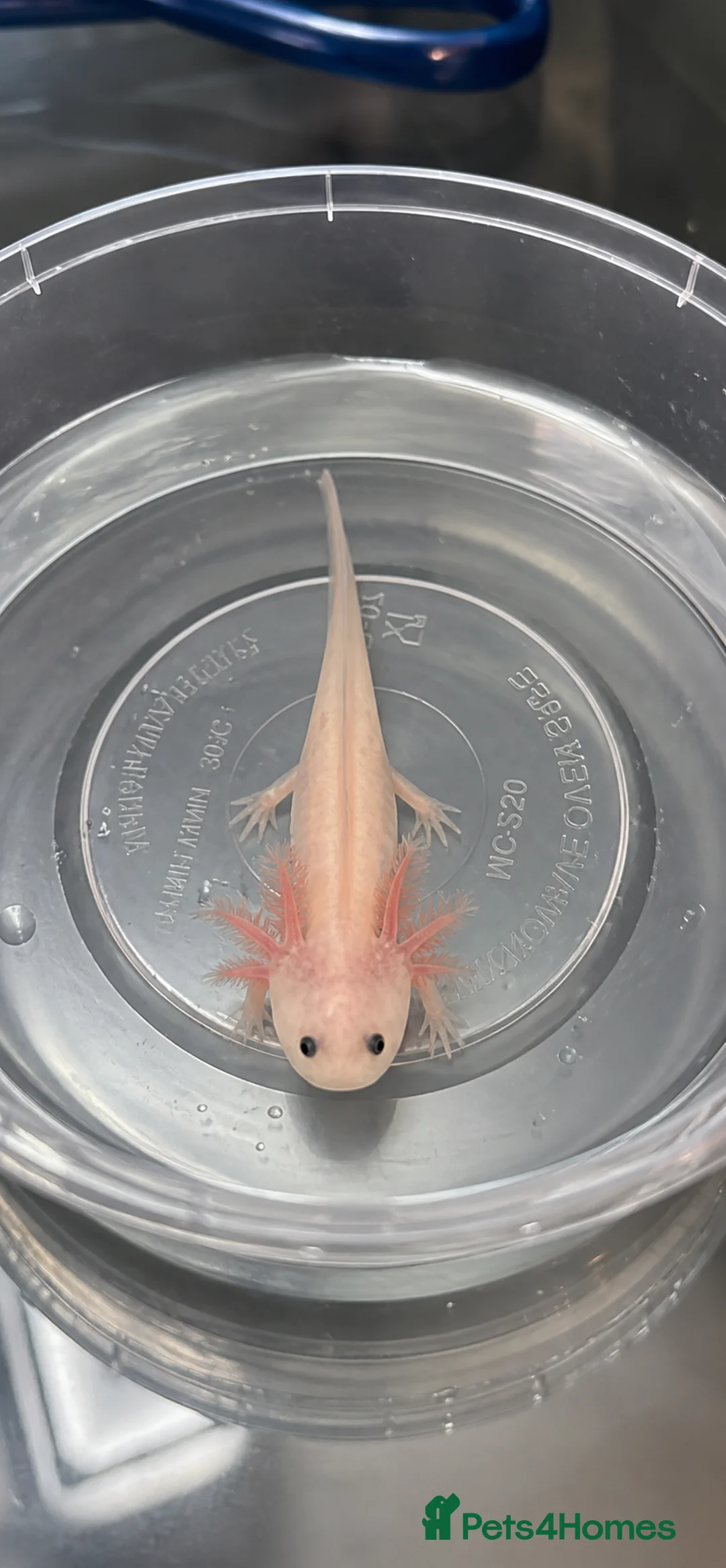 Axolotl reptiles for sale: 12 week old baby albino axolotl for sale - Advert 6