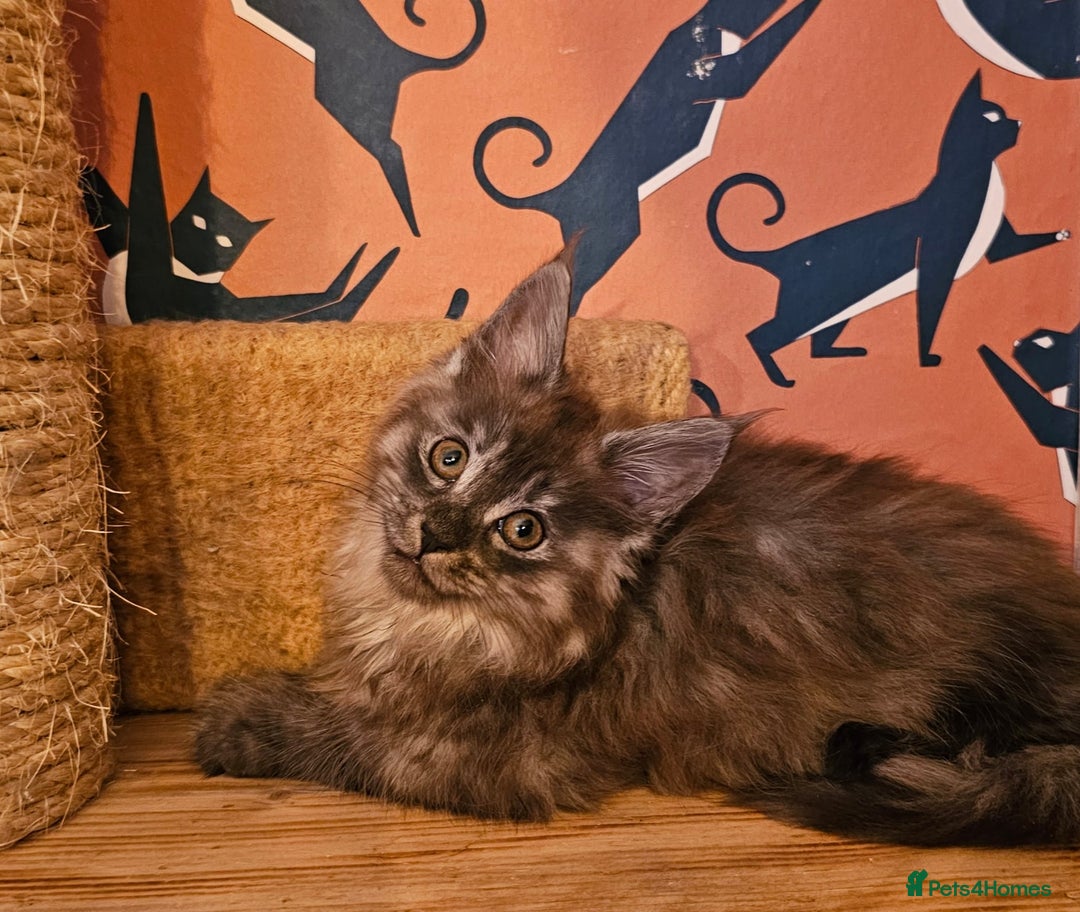 Maine Coon cats for sale: Maine Coons Kittens,  *1 polydactil available* - Advert 6