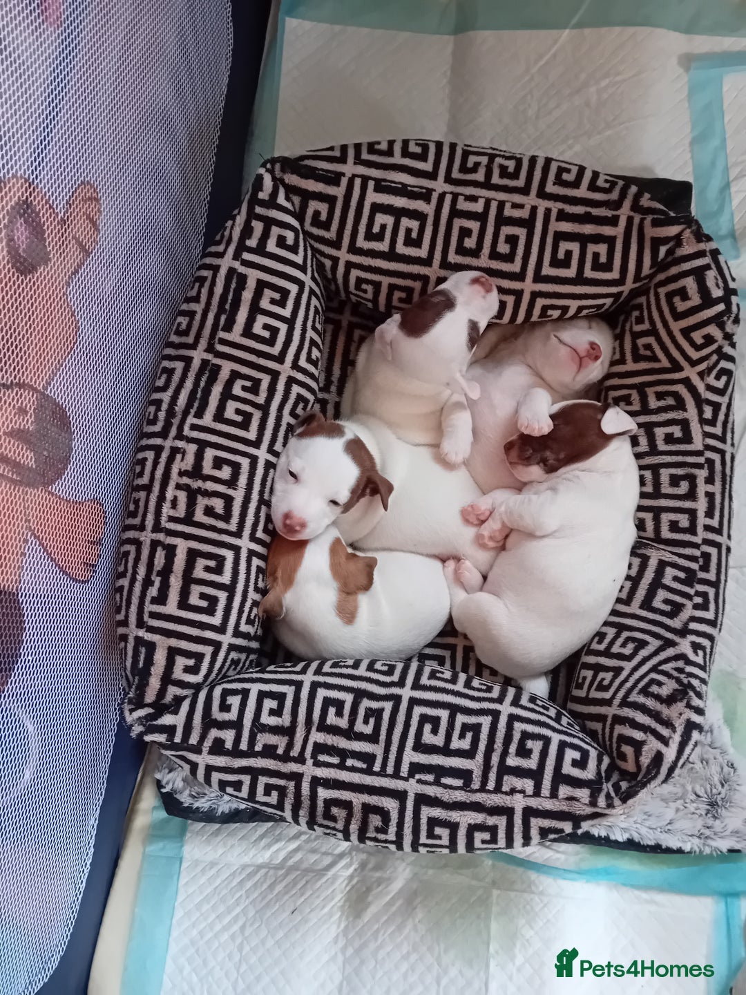 Jack Russell dogs for sale: 3 stunning girls  - Advert 4