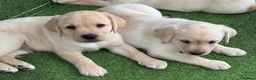 Labrador Retriever dogs for sale: Labrador puppies in South Ockendon - Advert 4