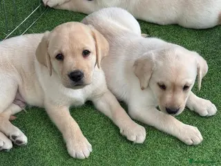 Labrador Retriever dogs Labrador puppies - Advert 1