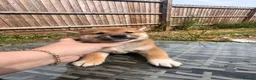 Japanese Shiba Inu dogs for sale: Health tested champion bloodline small size Shiba  - Advert 23