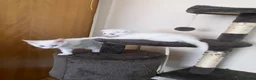 Scottish Fold cats for sale: Khao Manee & Scottish Fold kittens - Advert 10
