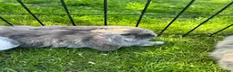 Mini Lop rabbits for sale: Baby lop-eared rabbits  in Clitheroe - Advert 2