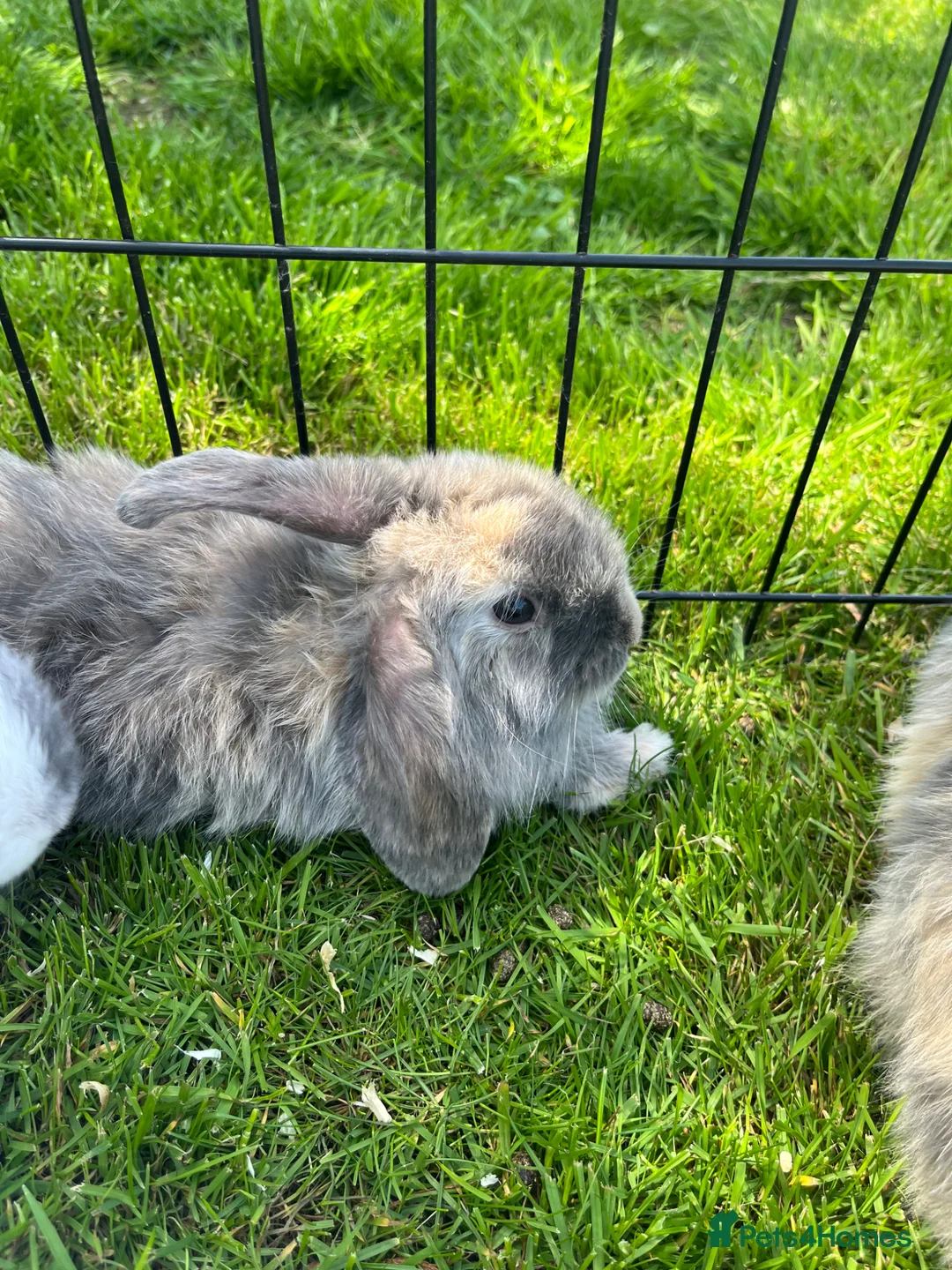 Mini Lop rabbits for sale: Baby lop-eared rabbits  in Clitheroe - Advert 2
