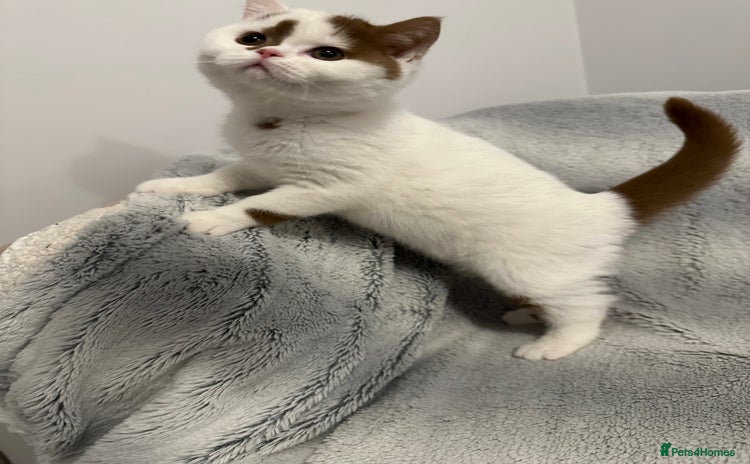 British Shorthair cats Cinnamon and white British Shorthair TICA - Advert 7