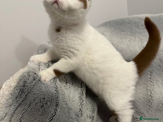 British Shorthair cats Cinnamon and white British Shorthair TICA - Advert 1