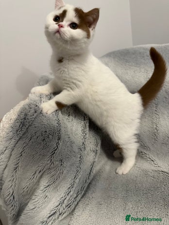 British Shorthair cats Cinnamon and white British Shorthair TICA - Advert 7