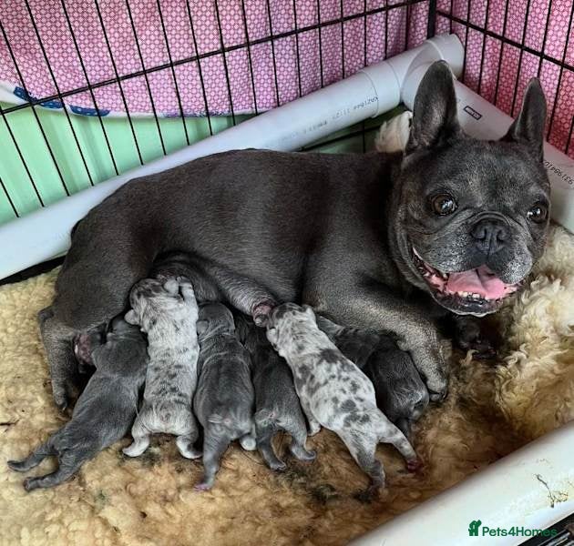 French Bulldog dogs FRENCHIES PUPPIES - Advert 3