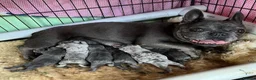 French Bulldog dogs for sale: FRENCHIES PUPPIES - Advert 1