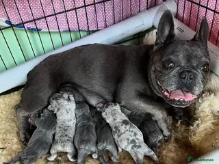 French Bulldog dogs FRENCHIES PUPPIES - Advert 3