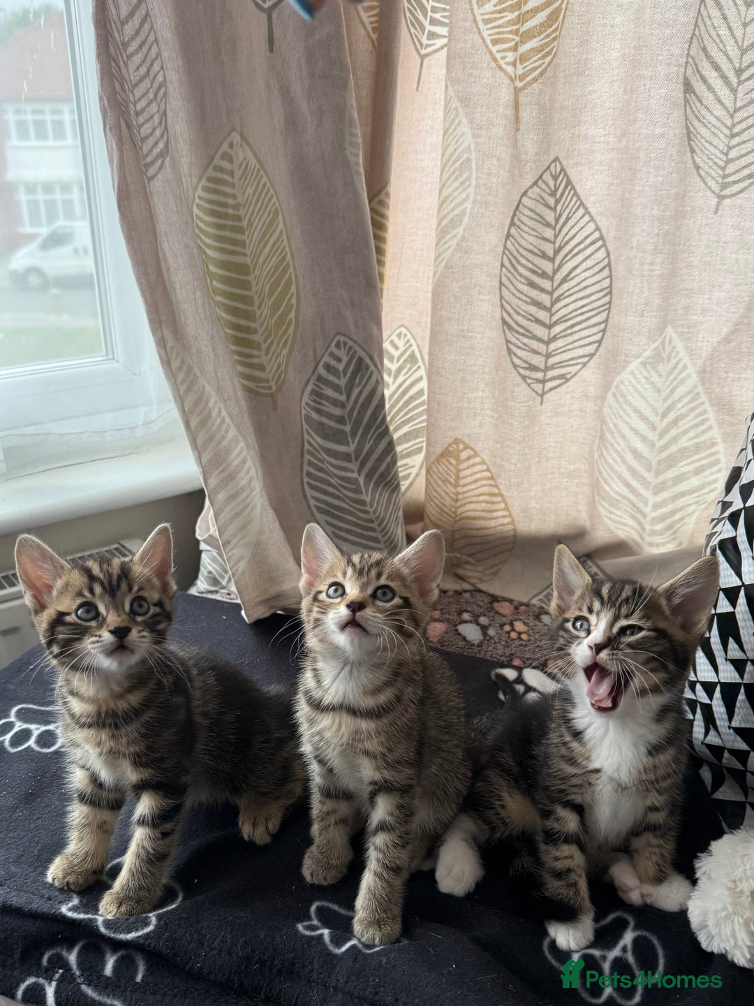 Mixed Breed cats for sale: 3 adorable kitten - Image 1