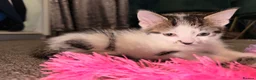 Mixed Breed cats for sale: 3 Beautiful Tabby & White Kittens - Advert 12