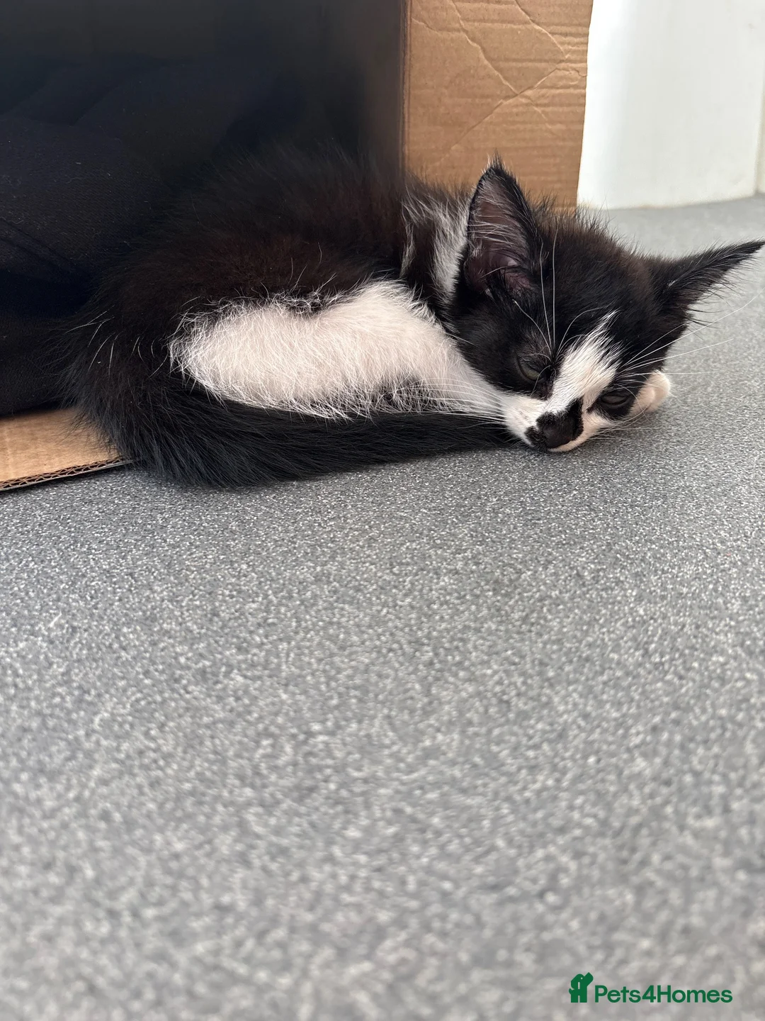 Mixed Breed cats for sale: Tuxedo kitten boy - Advert 2